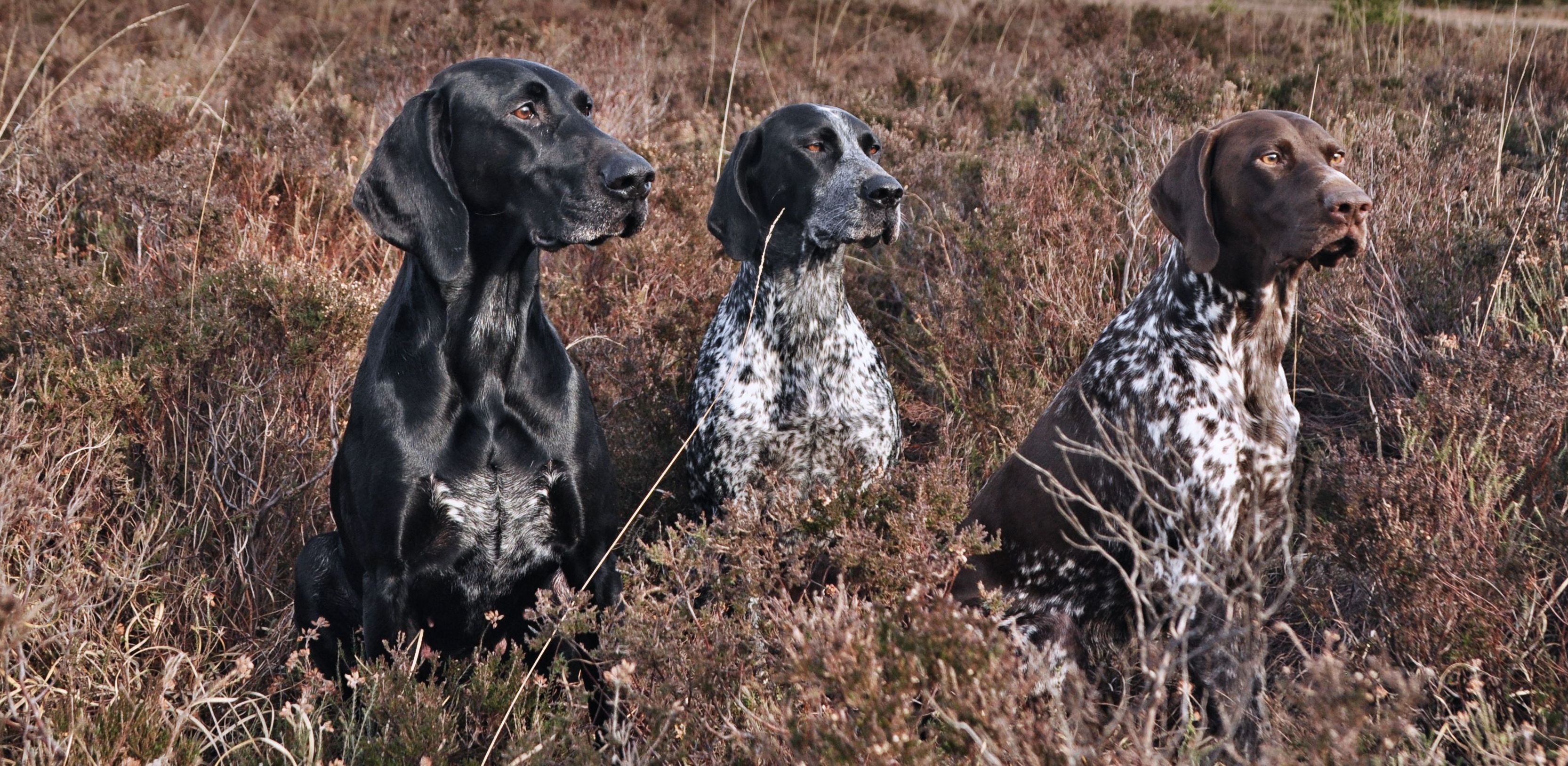 
 Attentive, well trained dogs in great condition.